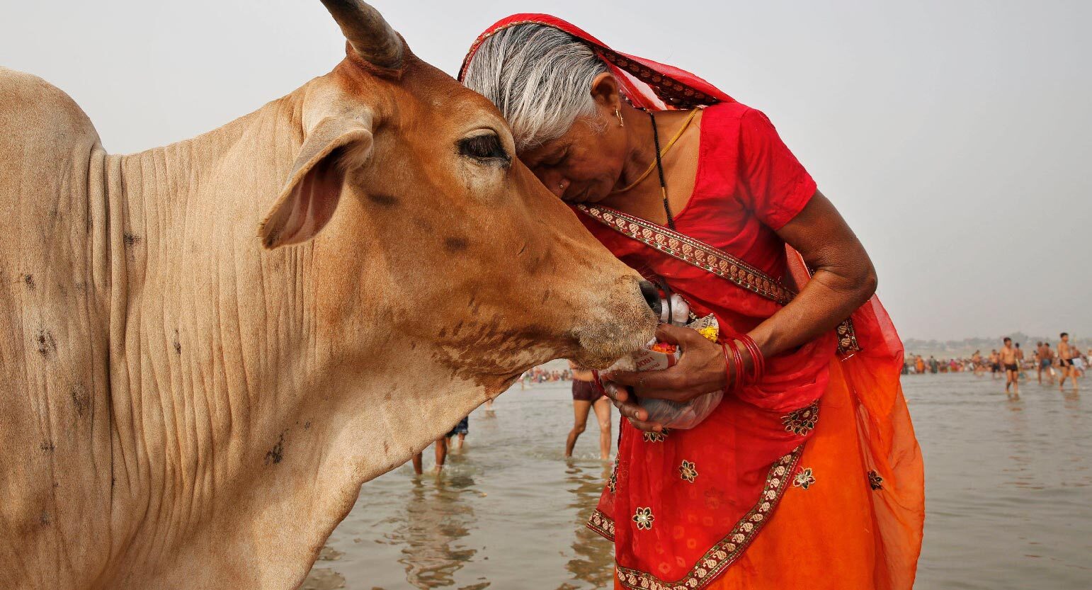 Gau Seva - Cow Protection