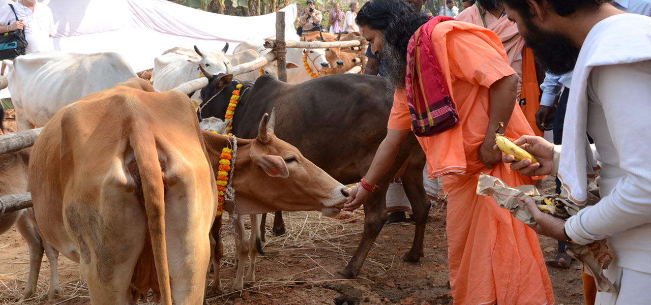 Daily Cow Feeding Time