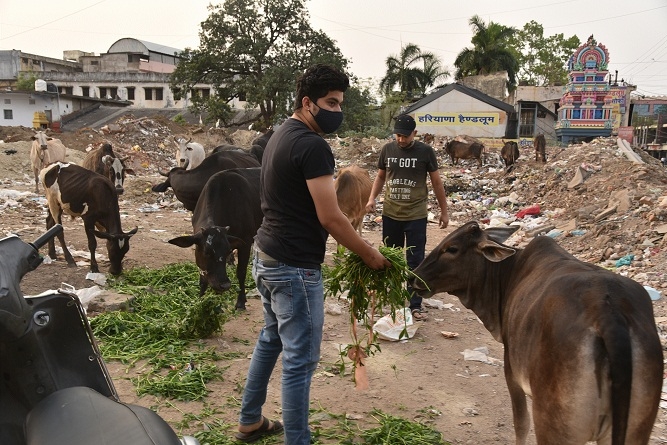 Cow Shelter and Protection