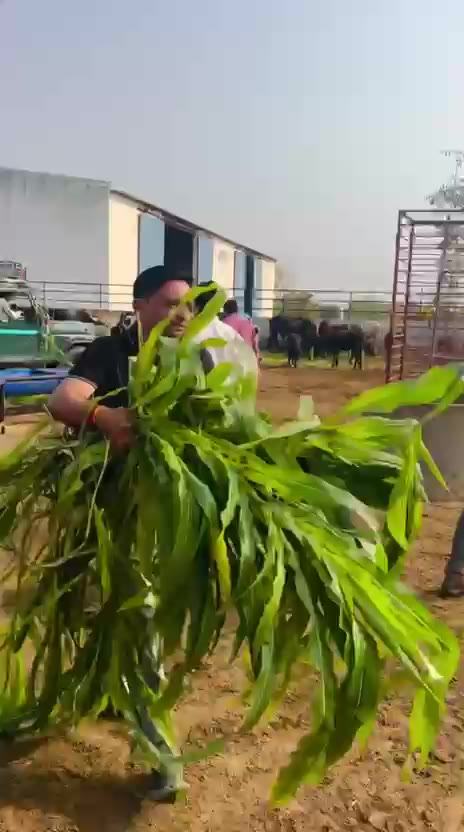 A volunteer carrying an armful of fresh green fodder